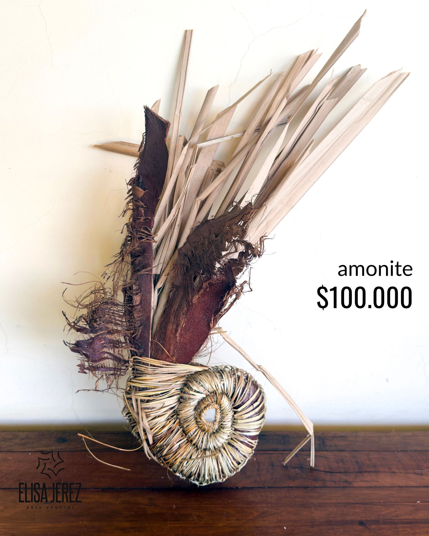 Amonite de Fibra Vegetal - Mediana